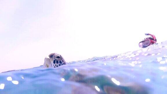 海龟游向水面