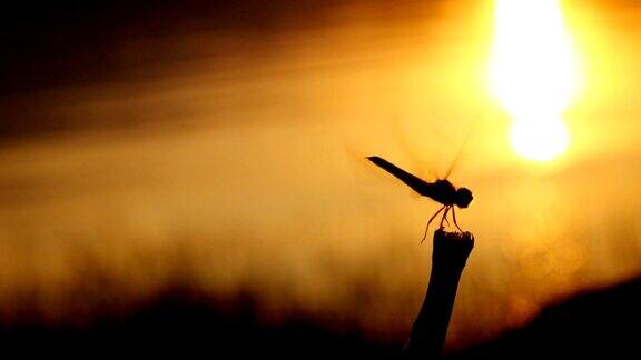 蜻蜓特写镜头蜻蜓落在树枝上慢镜头
