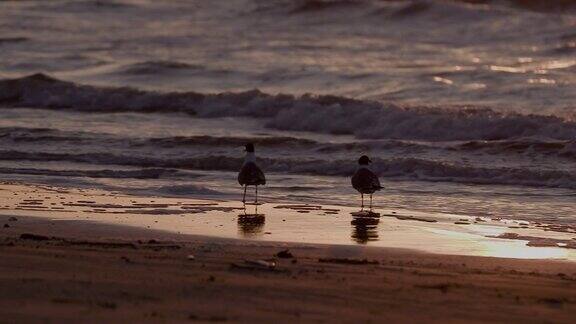 日出在海湾海岸海滩海鸥