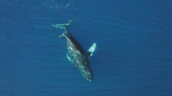 妈妈和小座头鲸一起游泳