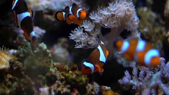 鲜艳健康的珊瑚礁上的海葵里的尼莫小丑鱼海葵鱼尼莫夫妇在水下游泳带着水肺潜水的尼莫和海葵的珊瑚礁场景