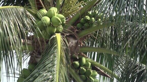 椰子树视频泰国曼谷东南亚