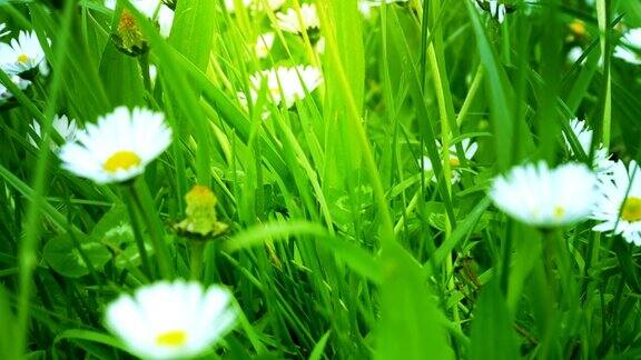 绿色田野上的白色洋甘菊