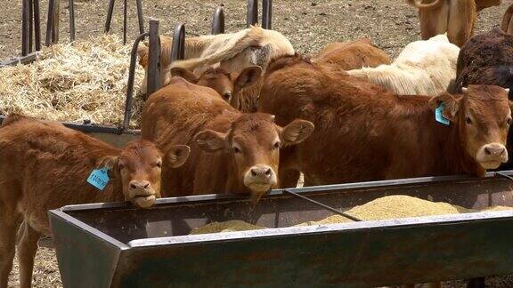 在西班牙的农业农场牛群吃饲料的慢动作牛的牲畜
