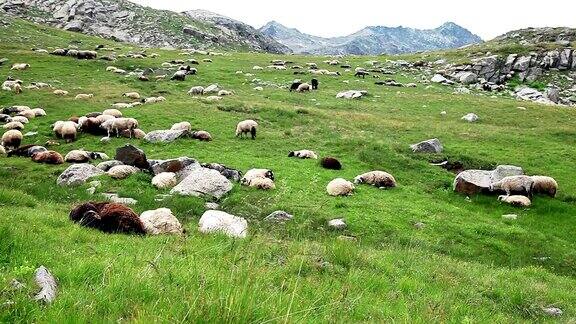 HD:绵羊和牧羊人