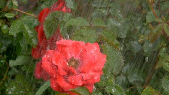 绿底雨点下红花绽放