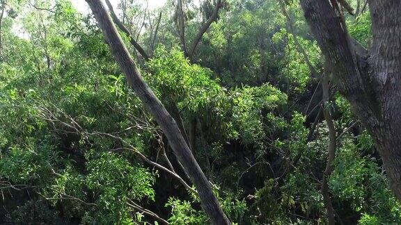 超强台风“山竹”过后中国森林里的树木被折断