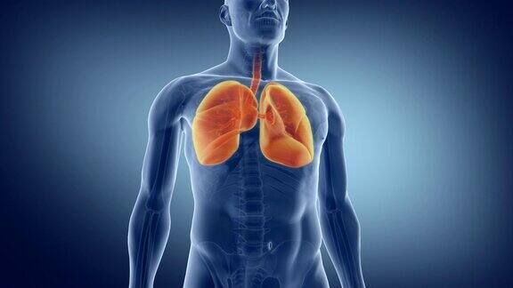 人类的肺医学上精确的肺动画