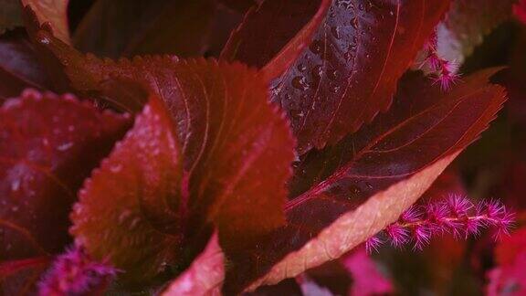 植物红叶的特写秋天的时间叶子的特写