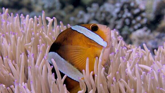 克拉克海葵鱼(Amphiprionclarkii)从宿主海葵中探出头来