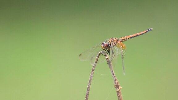 飞到枝头的蜻蜓特写