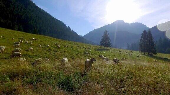 波兰一群在塔特拉斯山谷里吃草的绵羊