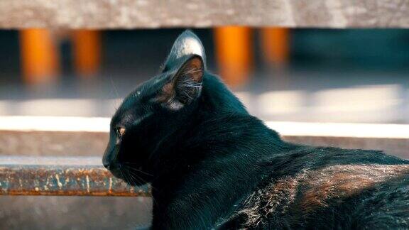美丽的黑猫望向远方