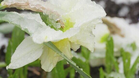 雪下的水仙花