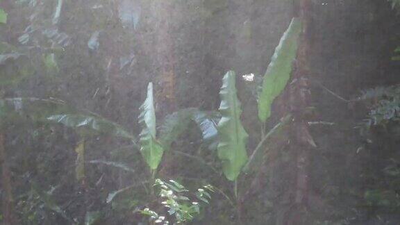 热带雨林的降雨