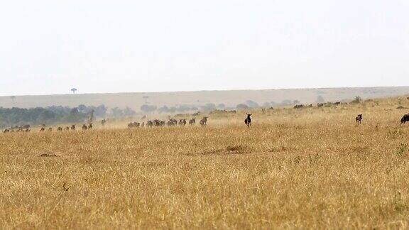 肯尼亚的角马大迁徙
