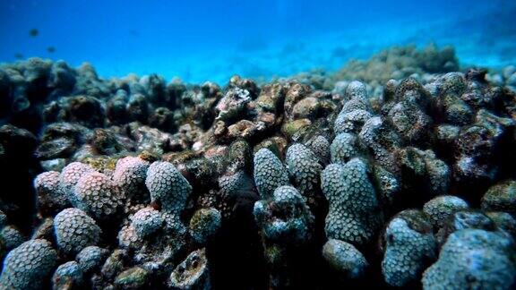 受破坏的脆弱生态系统和海洋环境中的珊瑚礁白化