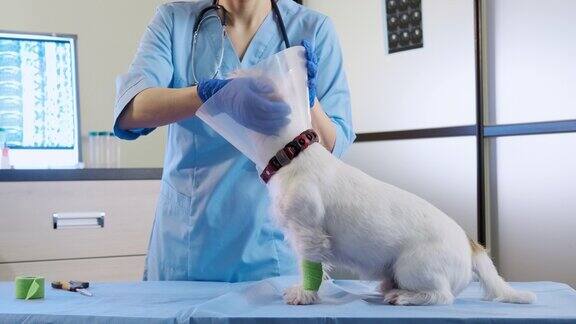 女兽医戴上杰克罗素犬兽医项圈在诊所保健广角镜头