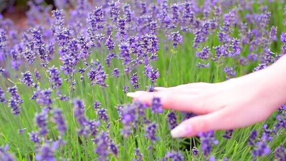 手在美丽的薰衣草地里抚摸着紫色的花朵