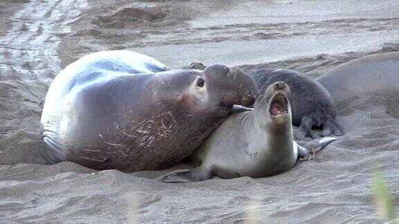 海豹睡在沙滩上的特写镜头