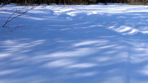 阳光明媚的冬日雪地上的蓝色阴影