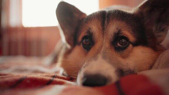 困倦的威尔士柯基狗可爱的宠物躺在家里的床上