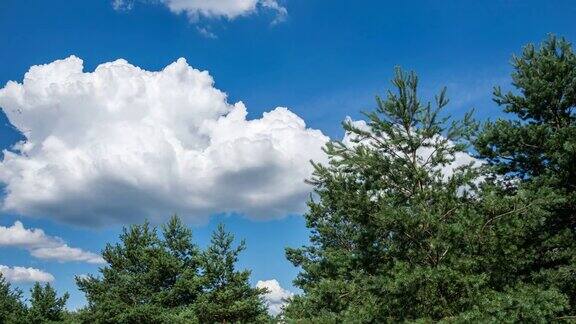 云在松林的树冠上移动