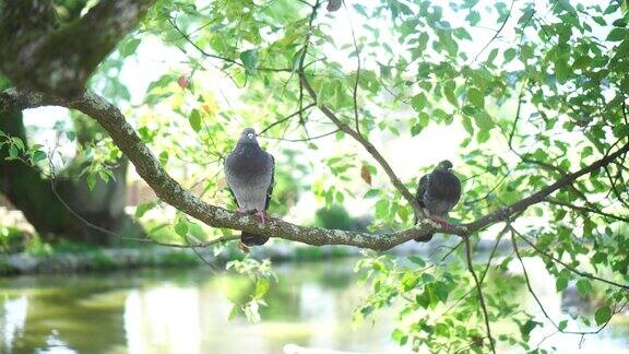 两只鸽子住在树枝上