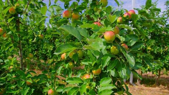 没有成熟的青苹果挂在树枝上苹果树收获的一年未成熟的果园或果园阳光明媚的一天多风的天气关闭手持