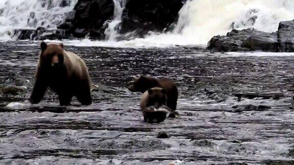熊在阿拉斯加