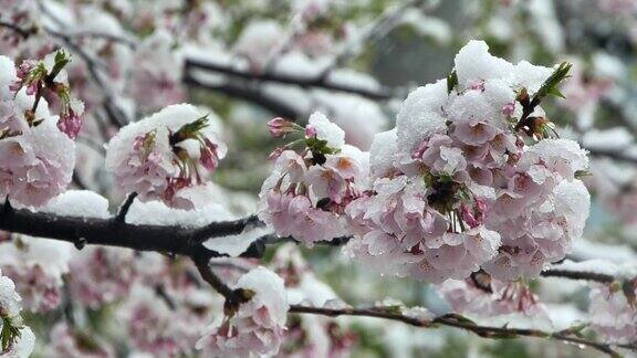 在这个季节雪和樱花盛开