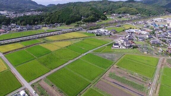 无人机拍摄的日本稻田鸟瞰图