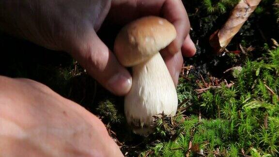 野外生长的蘑菇特写镜头
