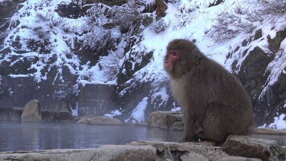 著名的雪猴在日本的天然温泉中饮水