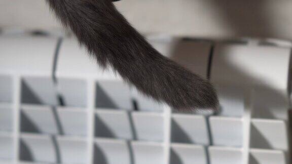 室内的灰猫坐在窗台上摇尾巴