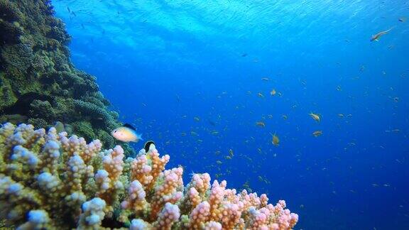 珊瑚礁珊瑚热带花园蓝橙