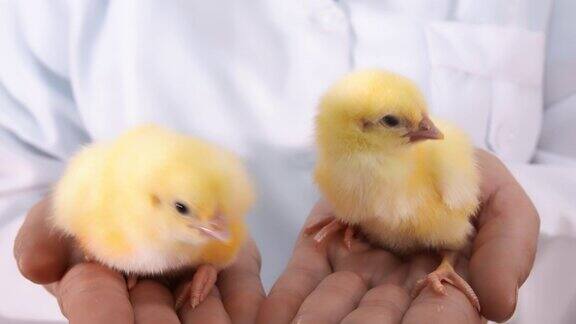 农夫怀里的两只小鸡靠近了家禽和鸡种业接种疫苗的鸡