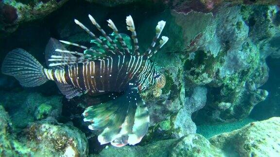 埃及阿布达巴布红海马萨阿拉姆岛皱鳍火龙鱼(Pterois蒙巴萨)在珊瑚礁附近游泳