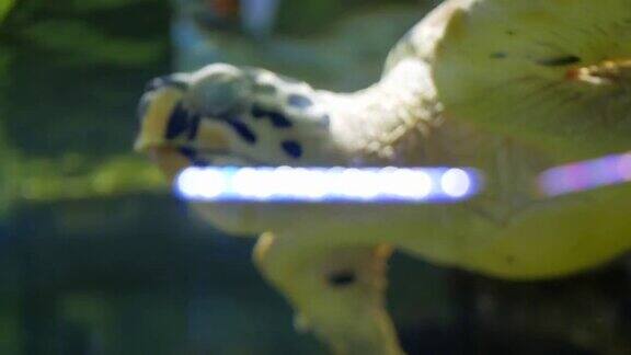 大海龟在水族馆里游泳是宠物是海洋馆镜头4k