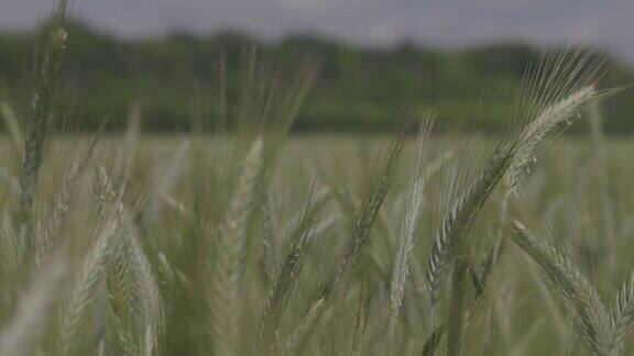 麦田里有小麦小麦穗特写现代农业慢动作100fps宏视频ProRes422未分级C-LOG310位