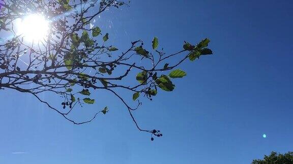 普通桤木(Alnusglutinosa)-树枝小枝叶子和球果在阳光下