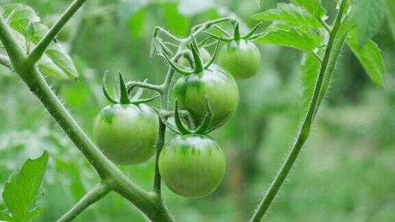 绿番茄在温室中生长