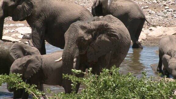 埃托沙国家公园里大象在水坑边饮水