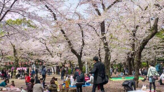 日本东京人们在樱花下放松
