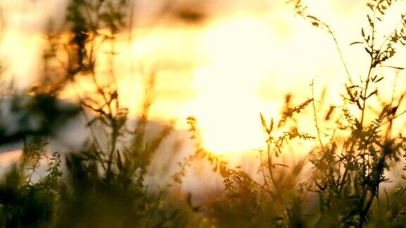 草花在夕阳下的田野里在阳光下
