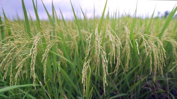 稻田绿草如茵随风摇曳在绿野风光天的时候