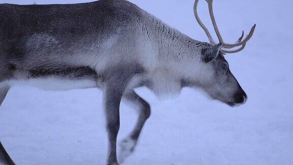 一只大型驯鹿在芬兰一片满是雪的地上缓慢行走-广角镜头