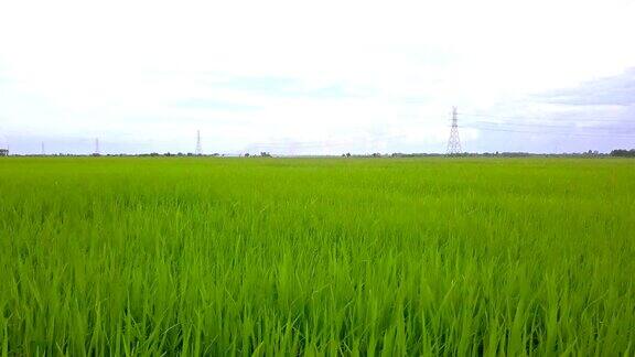 滑到右边的绿色水稻农场