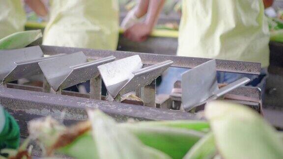 在食品厂的生产线上工人用手控制新鲜玉米的质量