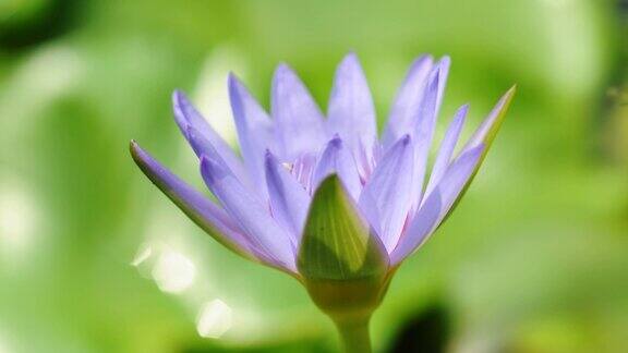 紫睡莲盛开时间久